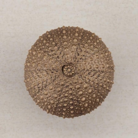 Acorn Mfg Artisan Collection Sea Urchin Knob, Museum Gold DP7GP